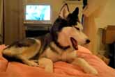 Talking Husky Dog