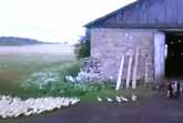 Impressive Duck Training By A Farmer In Russia