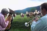 Jazz for Cows