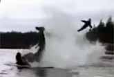 Killer Whale Throws Sea Lion 20 Feet Into The Air