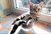 Kitten Relaxing in a Glass Bowl