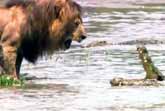 Lion Intimidates Crocodile