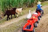 Little Farmer Boy