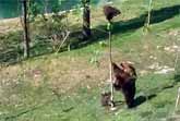 Mama Bear Rescues Cub