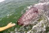 Whale Shows Calf