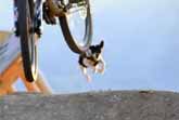 Mountain Bike Dog