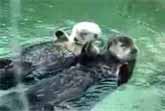 Otters Holding Hands