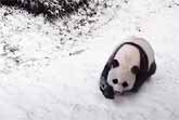 Panda Playing In The Snow