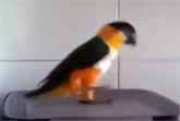 Parrots Enjoy Dancing To Music