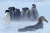 Penguin Chicks Rescued By Unlikely Hero