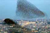 Falcon vs Starlings