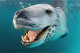 Polar Adventure - Leopard Seal