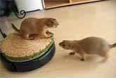 Prairie Dogs & Roomba