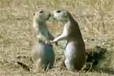 Prairie Dogs Share A Romantic Farewell