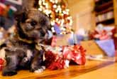 Puppy Christmas