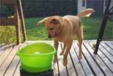 Puppy Is All Excited About His Automatic Ball Launcher