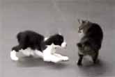 Puppy Vs Cat