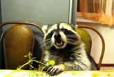 Raccoon Eats Grapes