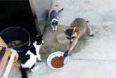 Raccoon Steals Cats' Food And Makes A Great Escape