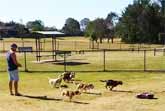 RC Car Brings Excitement To The Dog Park