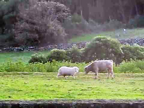 Sheep Patiently Teaches Young Bull