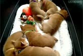 Puppy Cam - Live