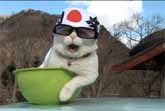 Cool Cat