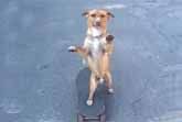 Skateboarding Dog