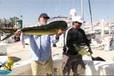 Sneaky Sea Lion Steals Trophy Fish From Fisherman