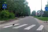 Street Smart Animals At Zebra Crossings