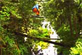 Summertime Skiing Through The Rainforest