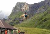 Swiss Cow Airlifted By Helicopter