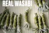 The Truth About Wasabi