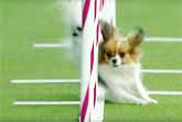 Tiny Gabby Blazes Through Westminster Dog Show