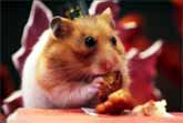 Tiny Hamster's Tiny Thanksgiving Dinner