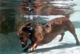 Underwater Dachshunds