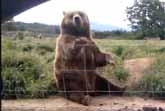 The Waving Bear