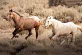 Wild Horse Immediately Recognizes His Girlfriend After Years Apart