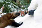 Wolverine Digs Out A Person Buried In Snow