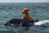 Dolphin and Dog